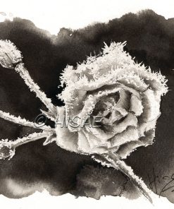 La rose gelée – AFFICHE A5